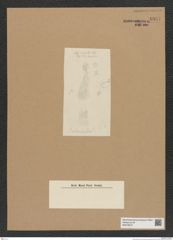 Diatomeae indet. Zeichnungen Sammlung Grunow Nr. 8981 (NHMW-BOT-W0378677)